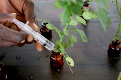 A hand squirts liquid from a syringe into a small pot containing a plant.