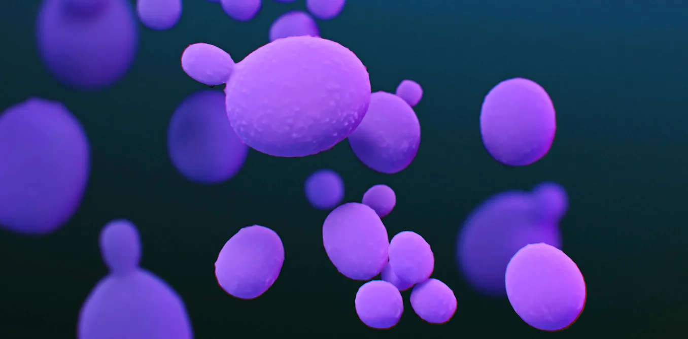 Repand Candida auris : que sait-on de ce champignon mortel qui se répand dans ...