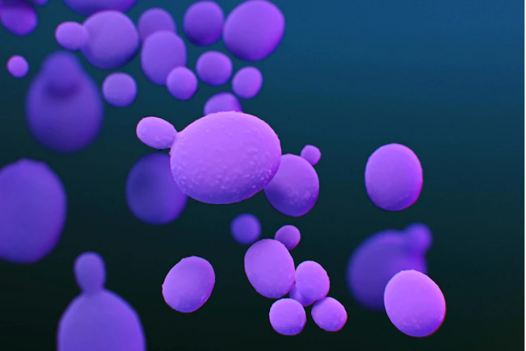 Vue 3D de levures Candida auris