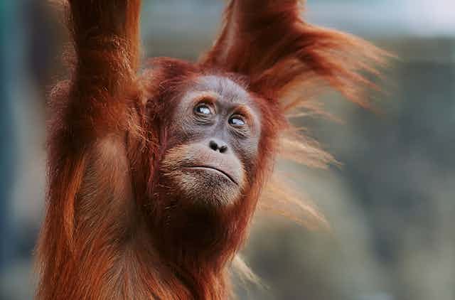 Close up of orangutan