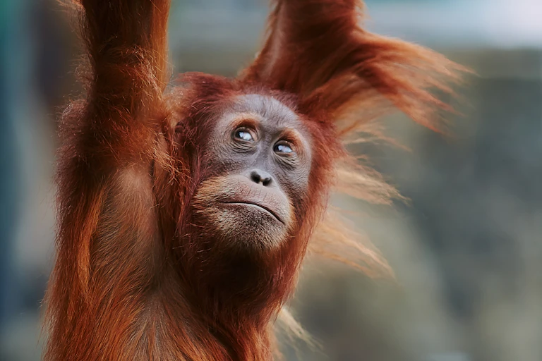 Close up of orangutan