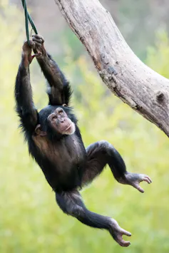 Young chimpanzee swinging in tree