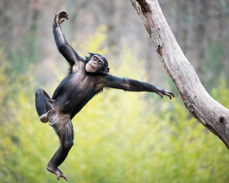 Young chimpanzee swinging and jumping from a tree