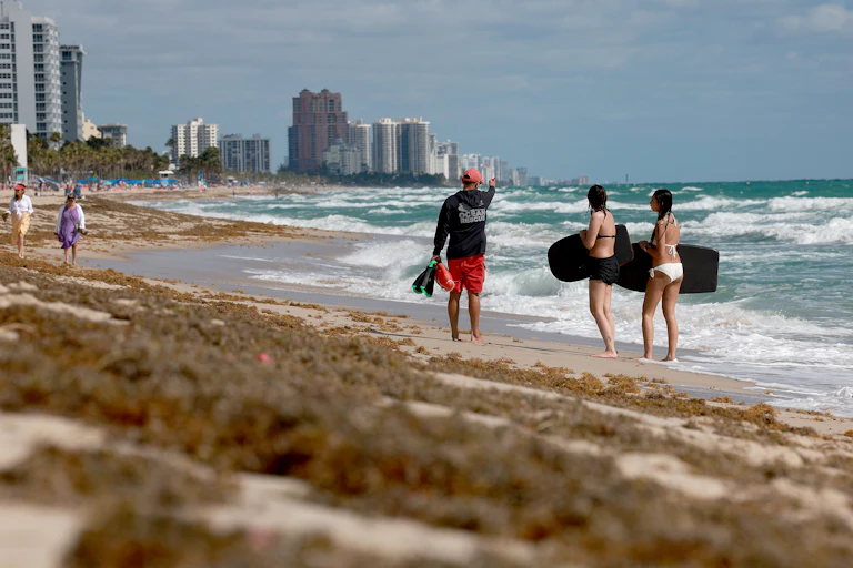 Beachgoers with surf boards and snorkel gear walk past drifts of brown seaweed.