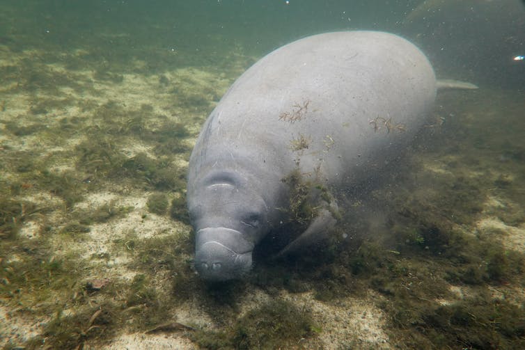 A manatee grazes on underwater grasses.