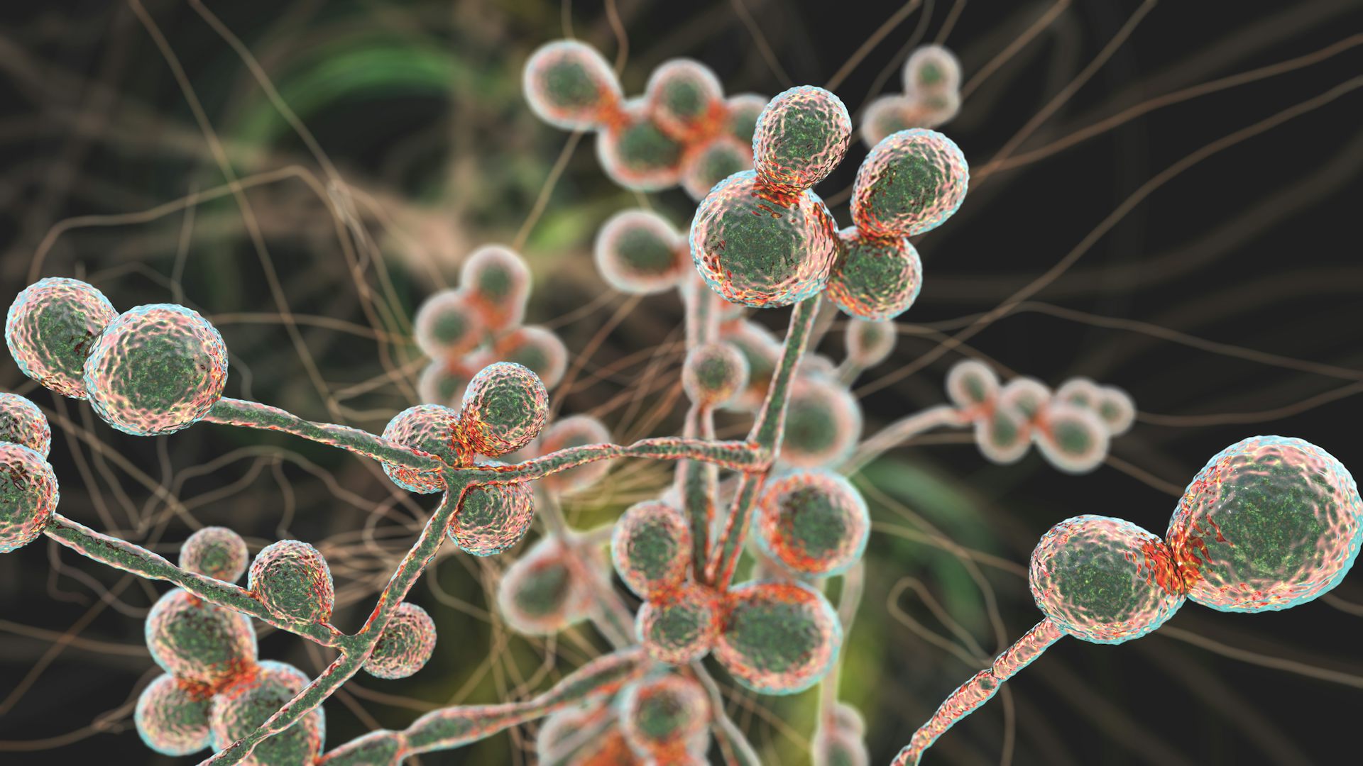 Candida fungi clearance