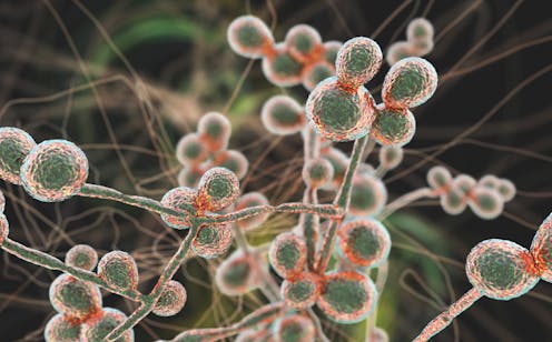 Deadly fungus Candida auris is spreading across US hospitals - a physician answers 5 questions about rising fungal infections