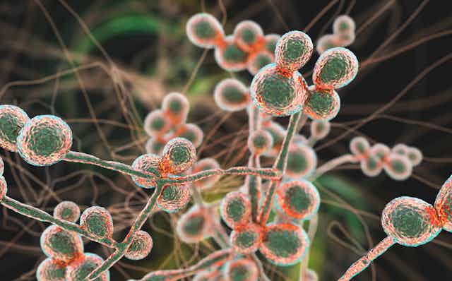 Deadly fungus Candida auris is spreading across US hospitals - a physician  answers 5 questions about rising fungal infections