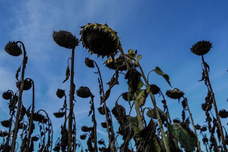 tournesols désséchés sur un fond de ciel bleu