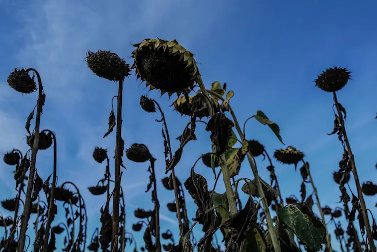 tournesols désséchés sur un fond de ciel bleu