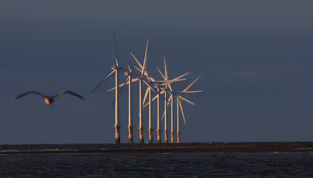 An offshore wind farm with a seabird flying in the foreground