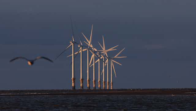 An offshore wind farm with a seabird flying in the foreground