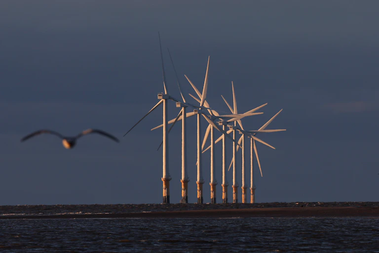 An offshore wind farm with a seabird flying in the foreground