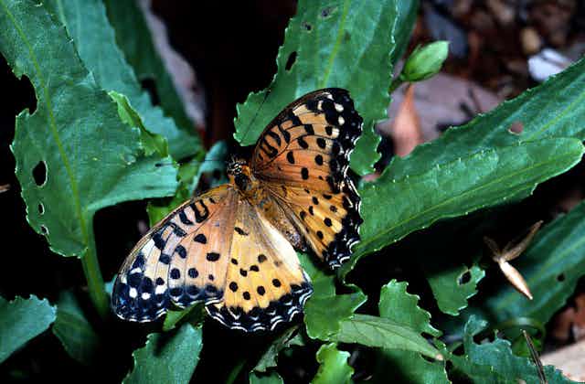 Australian Fritillary Butterfly