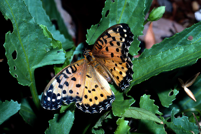 Australian Fritillary Butterfly