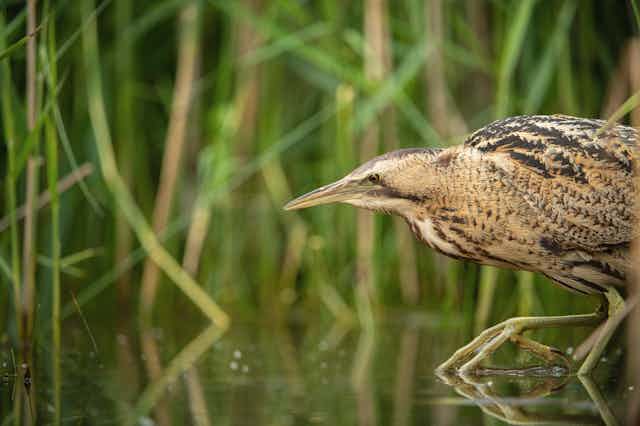 A chicken-sized bird stalking on long legs through reeds.