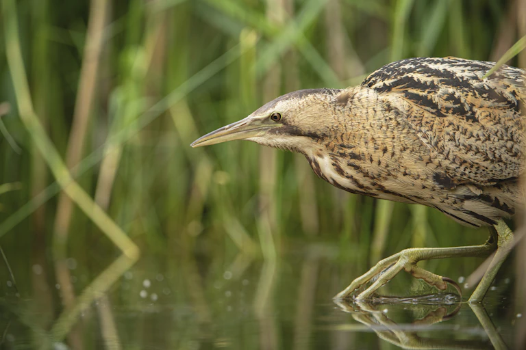 A chicken-sized bird stalking on long legs through reeds.