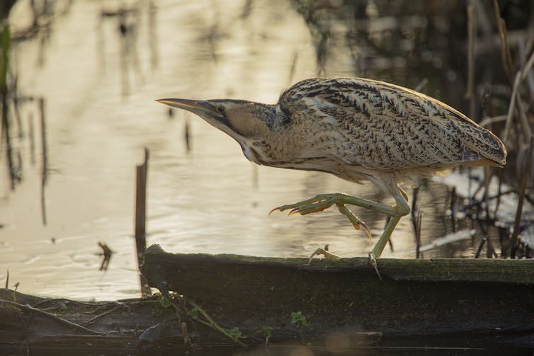 A bittern walking on a plank of wood.