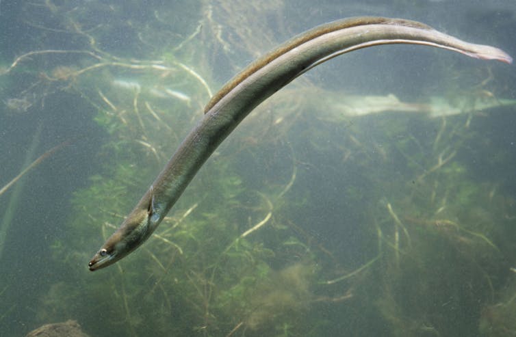 An eel swimming in a freshwater habitat.