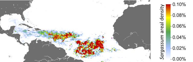 Map of the central Atlantic with colored pixels showing concentrations of sargassum.