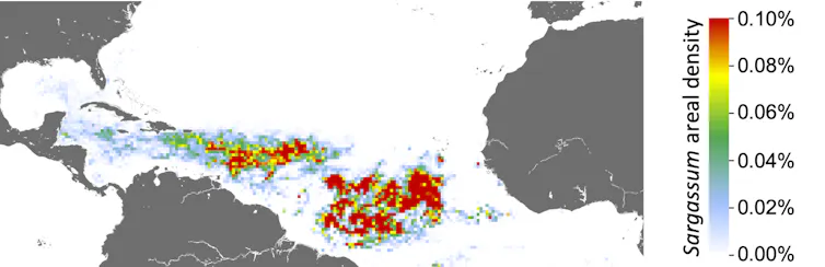 Map of the central Atlantic with colored pixels showing concentrations of sargassum.