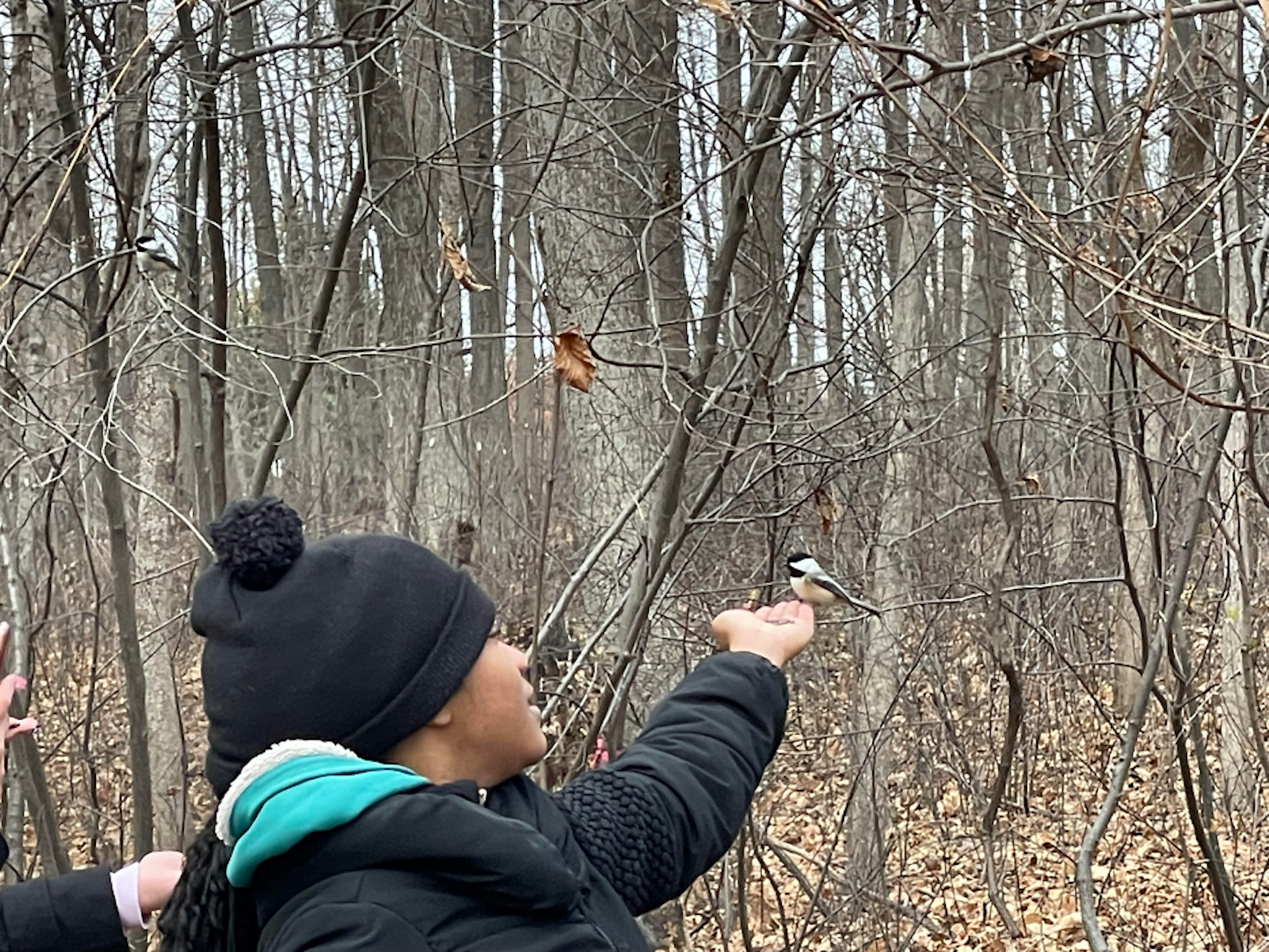 Image of a child holding out seed for a chickadee.