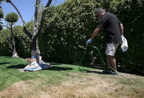Why more and more Americans are painting their lawns