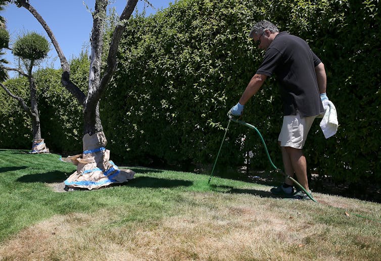 Why more and more Americans are painting their lawns