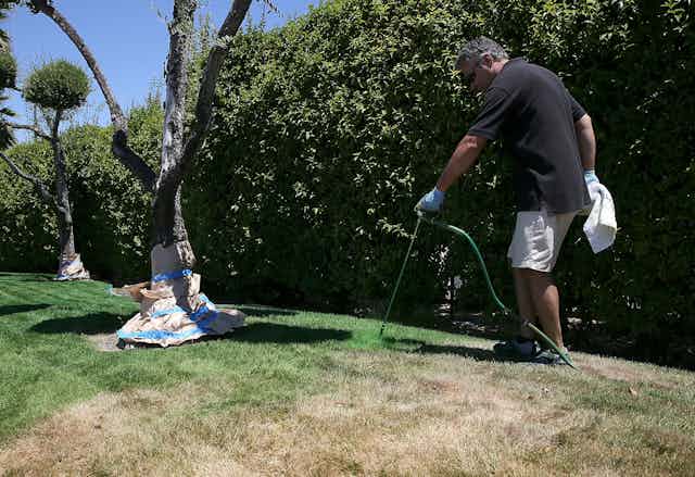 Man uses a hose to spray a dry, brown lawn with green paint.