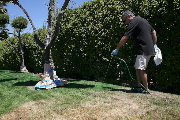 Man uses a hose to spray a dry, brown lawn with green paint.