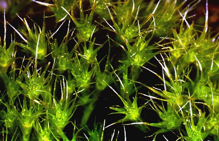 Long hair points on the leaves of Campylopus sp.David Eldridge, Author provided
