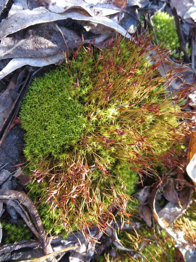 Soil moss with fruiting bodies (capsules). David Eldridge, Author provided.