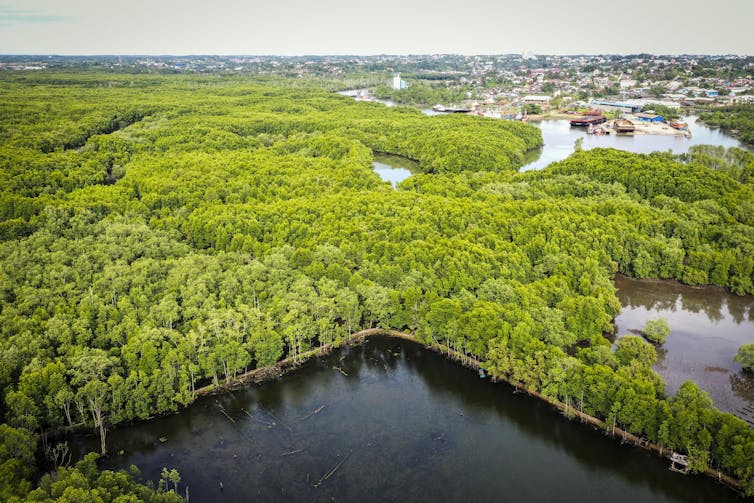 Mangrove ecosystem in Indonesia
