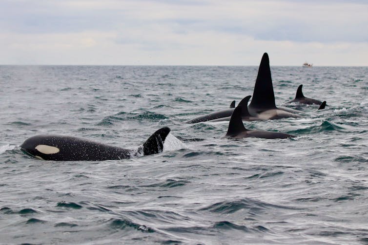 four killer whales, only their fins are visible