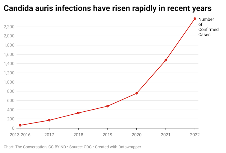 A chart showing the rise in confirmed cases of Candida auris infections from 2013 to 2022. 