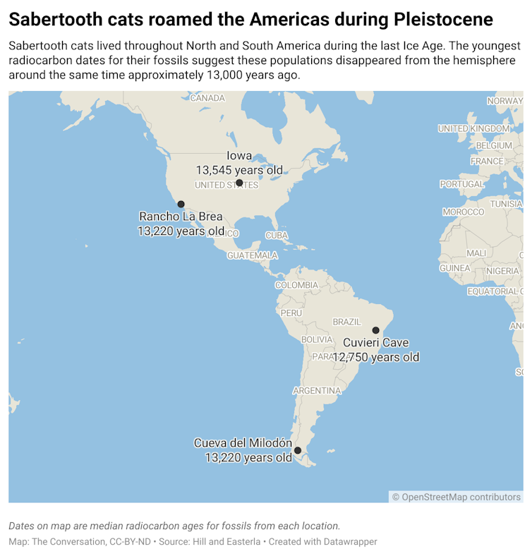 A map of North America and South America that shows where sabertooth tiger fossils have been found and their median radiocarbon ages.