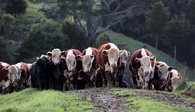 A herd of cattle