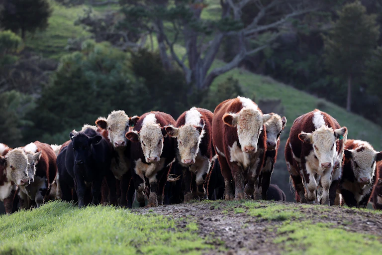 A herd of cattle