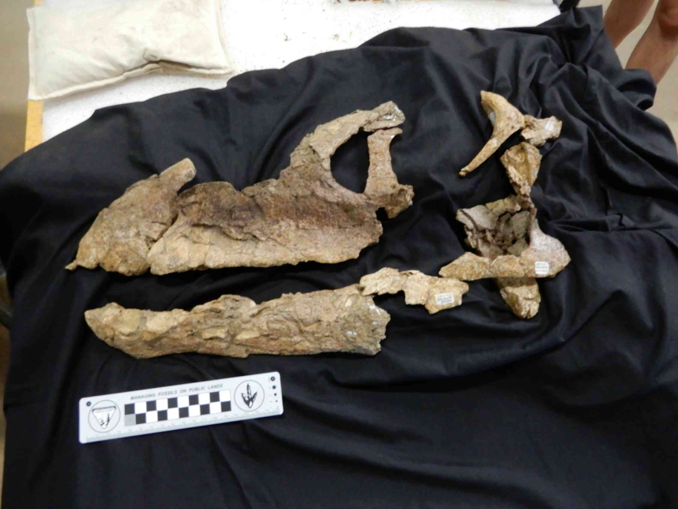 First near-complete sauropod dinosaur skull found in Australia hints at ...