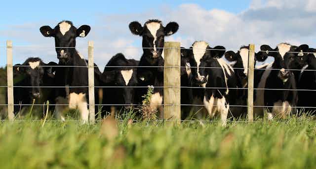 A herd of young dairy cows