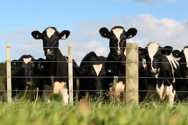 A herd of young dairy cows