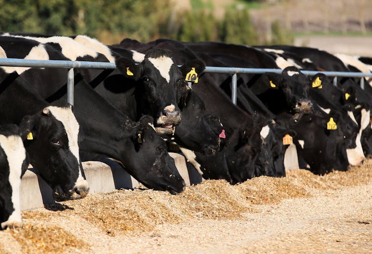 A herd of dairy cows feeding on supplementary feed.