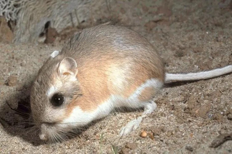 Photographie d’un rat kangourou