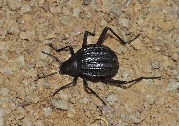 Photographie d’un scarabée Stenocara