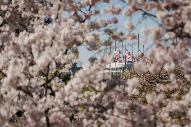 Cinco banderas estadounidenses a media asta, vistas a través de las flores de un árbol en flor.