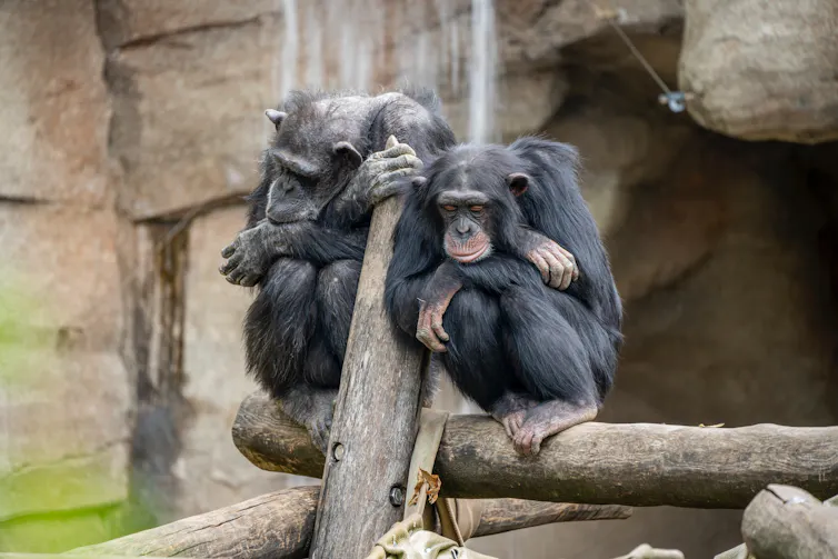 Dos monos sentados y aburridos en una rama.