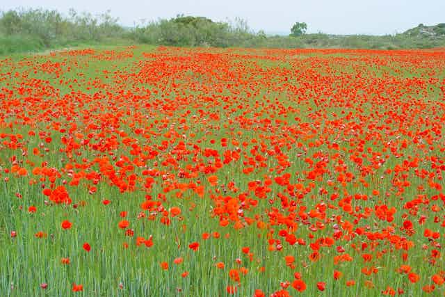 Many poppies in a green field