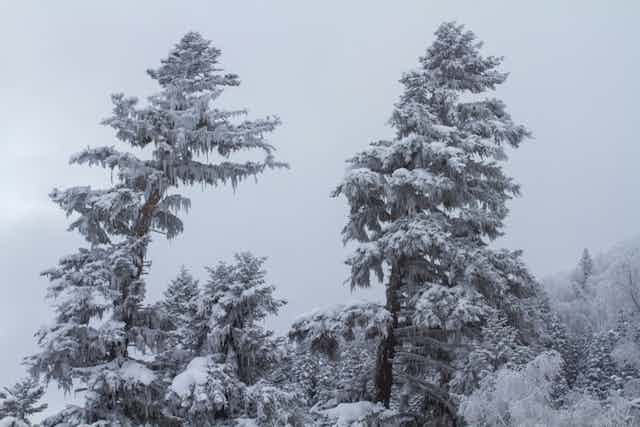 fir and and pines trees covered with frost and snow