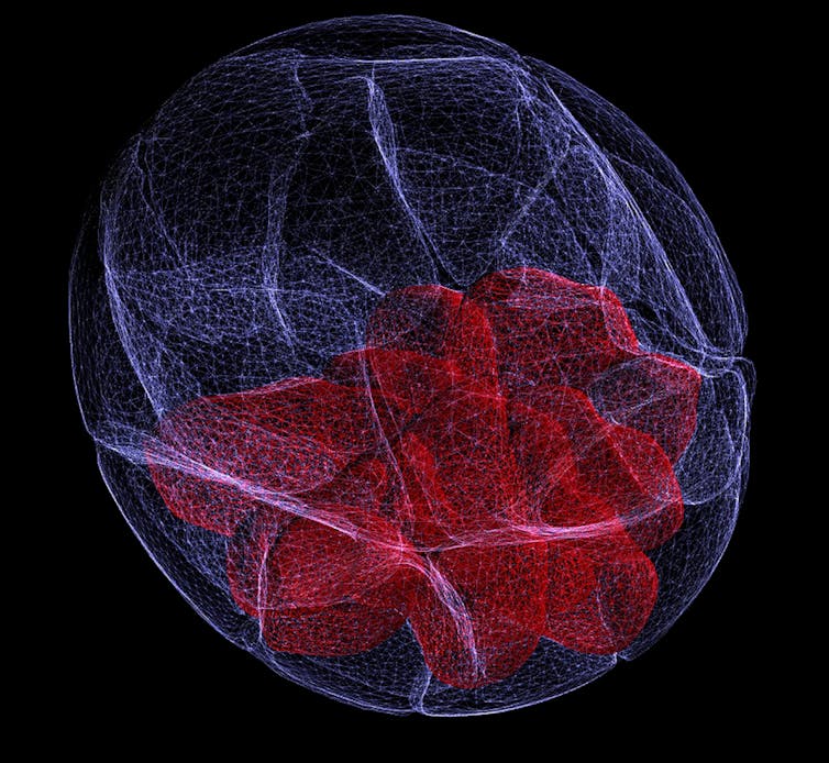 Reconstruction 3D d’un embryon de souris