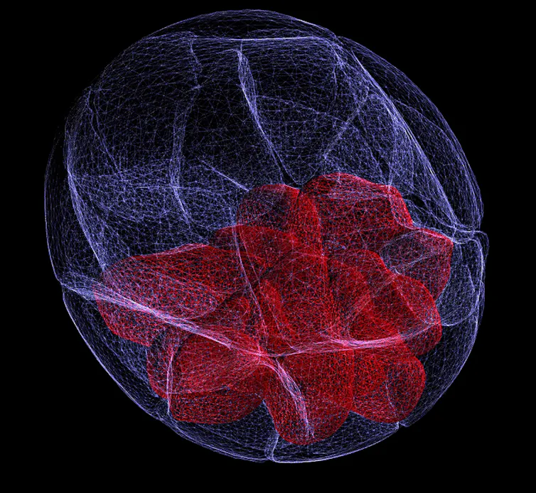 Reconstruction 3D d’un embryon de souris